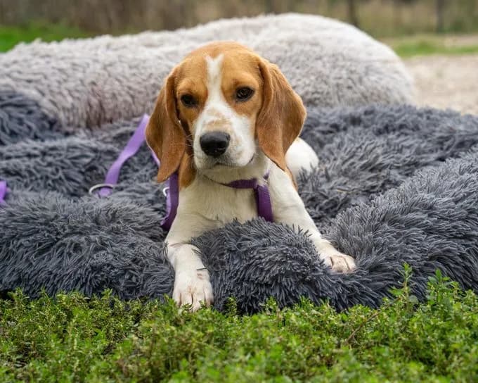 Kacy - beagle Kacy - beagle