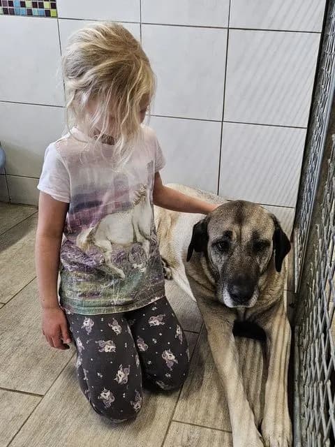 Naz - kangal Naz - kangal