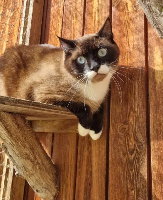 Sheldon - siamese Sheldon - siamese