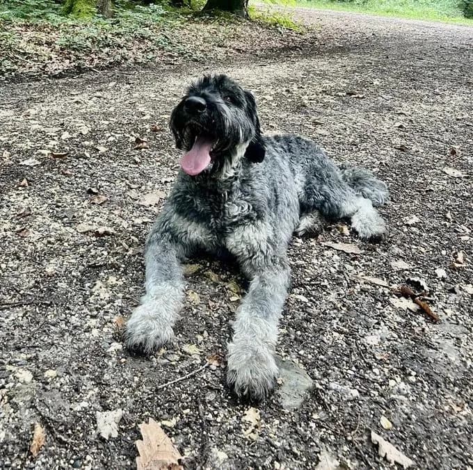 Peppi - riesenschnauzer Peppi - riesenschnauzer