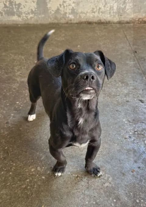 Subi - pinscher-mix Subi - pinscher-mix