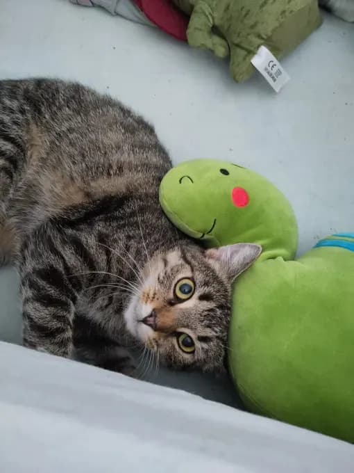 Kringel - europaeische-hauskatze Kringel - europaeische-hauskatze