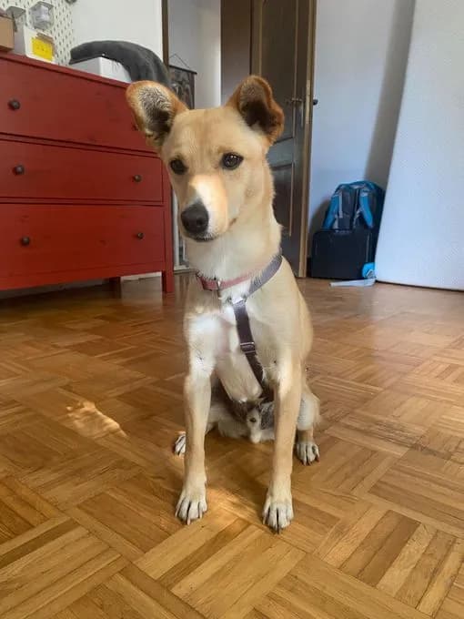 Oliver - mischling Oliver - mischling