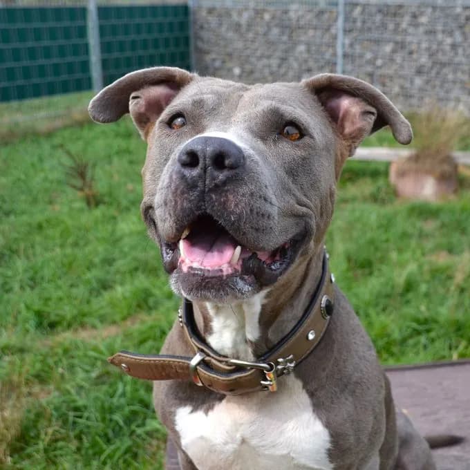 Nala - staffordshire-terrier Nala - staffordshire-terrier