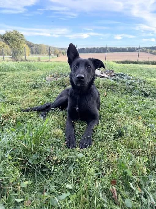Theia - schaeferhund-mix Theia - schaeferhund-mix