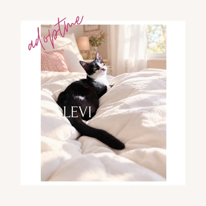 Lina & Levi - ekh Lina & Levi - ekh