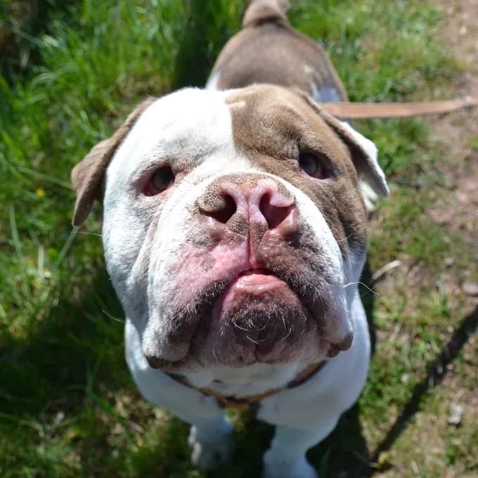Snoopy - english-bulldog Snoopy - english-bulldog