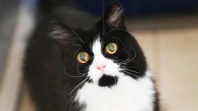 Naomi - Katzen Naomi - Katzen