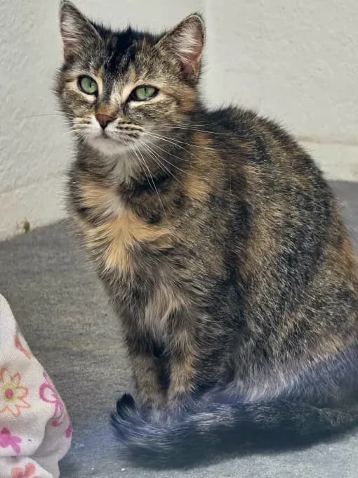 Dori - europaeische-hauskatze Dori - europaeische-hauskatze