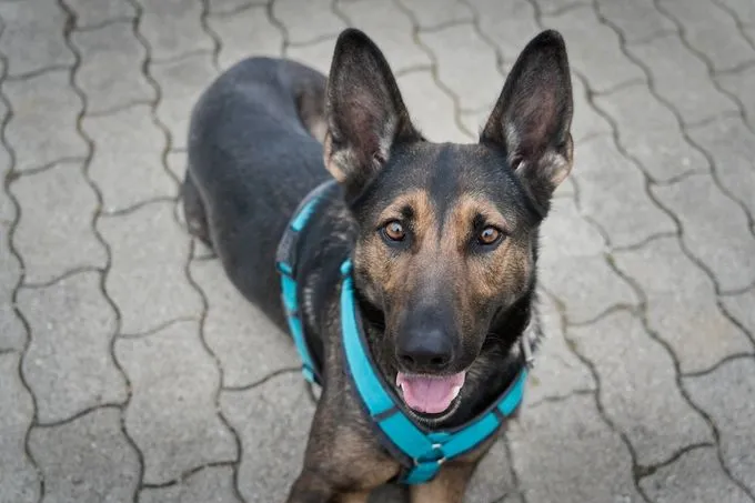 Laika - deutscher-schaeferhund Laika - deutscher-schaeferhund
