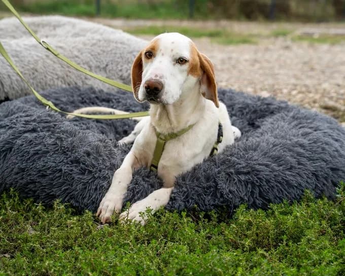 Oskar - mischling Oskar - mischling