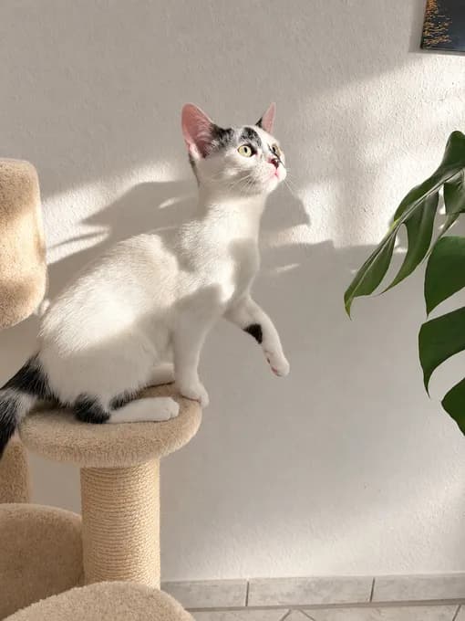 Lina aka Lina-Maus - ekh Lina aka Lina-Maus - ekh