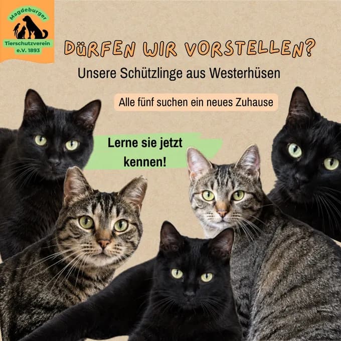 Fünf Kater aus Westerhüsen - ekh Fünf Kater aus Westerhüsen - ekh