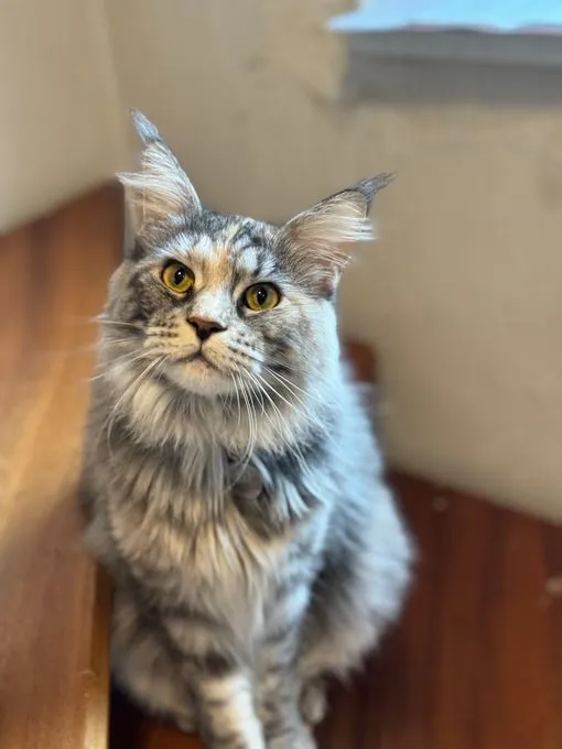 Lilly - maine-coon Lilly - maine-coon