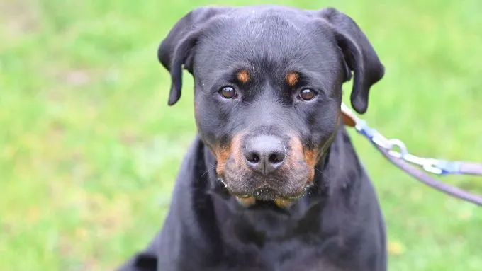 Sky - rottweiler Sky - rottweiler