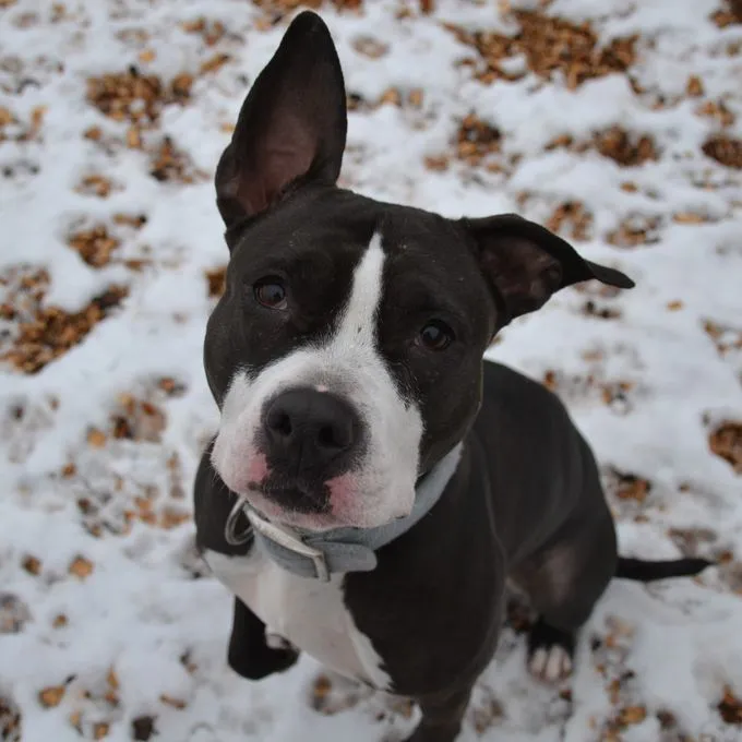 Tina - staffordshire-terrier Tina - staffordshire-terrier