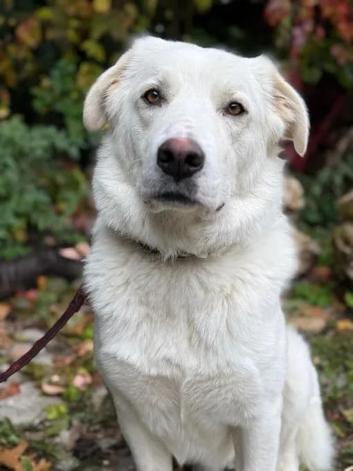 Casper - herdenschutzhund-mix Casper - herdenschutzhund-mix