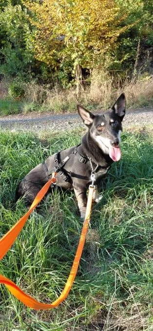 Lola - mischling Lola - mischling