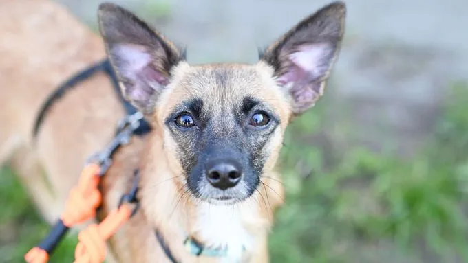 Rowena - terrier-mix Rowena - terrier-mix