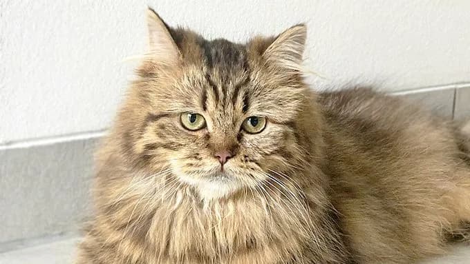 Kaki - maine-coon Kaki - maine-coon