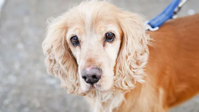 Miki - cocker-spaniel-mix Miki - cocker-spaniel-mix