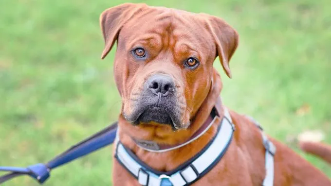 Bruno - Hunde Bruno - Hunde