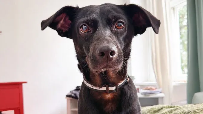 Ronja - Собаки Ronja - Собаки