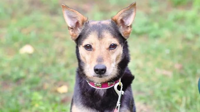 Laila - Hunde Laila - Hunde