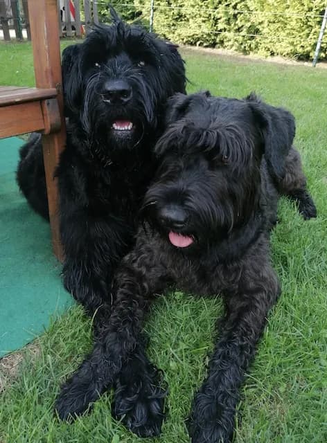 Betta und Addo - riesenschnauzer Betta und Addo - riesenschnauzer