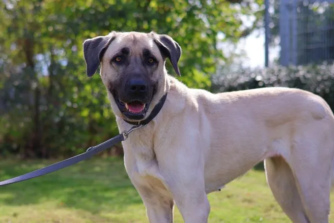 Ada - kangal Ada - kangal