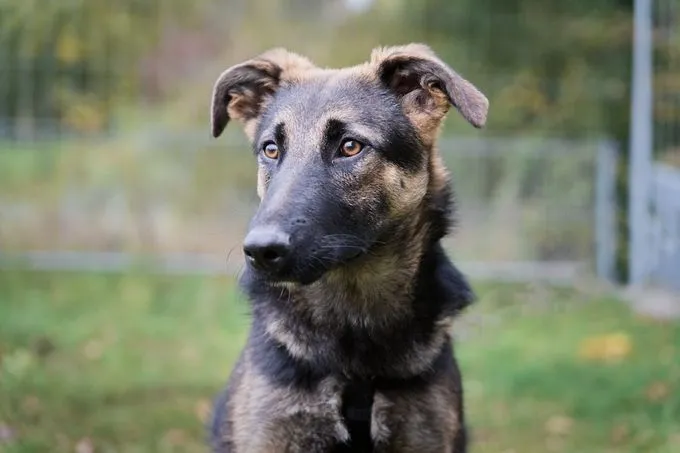 Frida - schaeferhund-mix Frida - schaeferhund-mix
