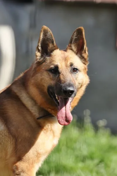 Tango - deutscher-schaeferhund Tango - deutscher-schaeferhund