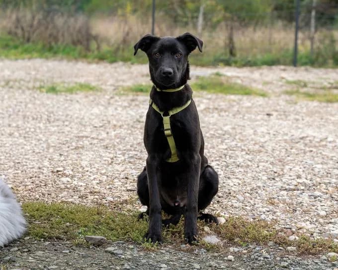 Onix - labrador-mix Onix - labrador-mix