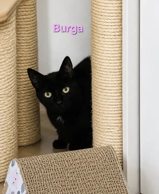 Burga & Louis - ekh Burga & Louis - ekh