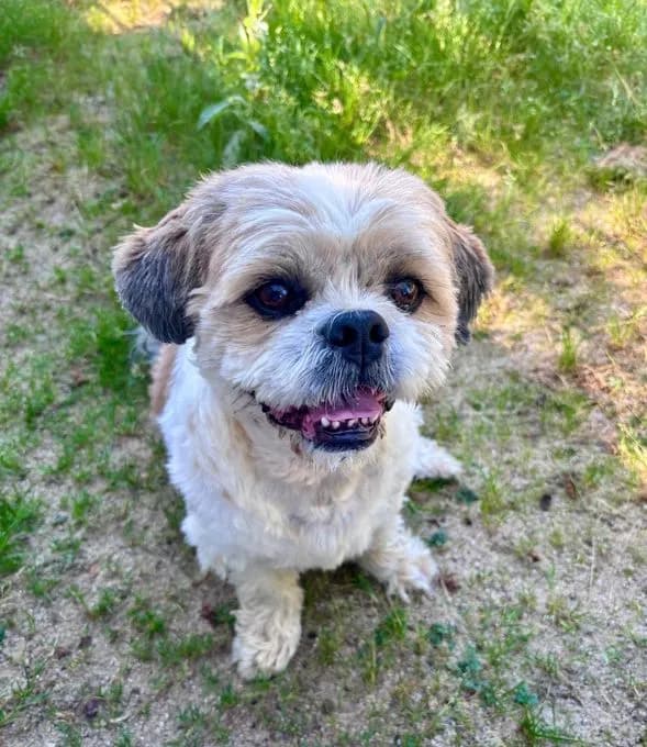 Bobby - shih-tzu Bobby - shih-tzu