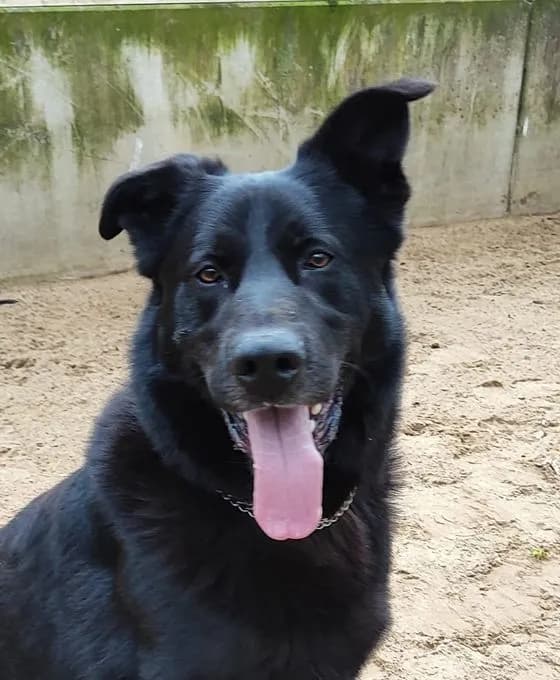 Charly - labrador-mix Charly - labrador-mix