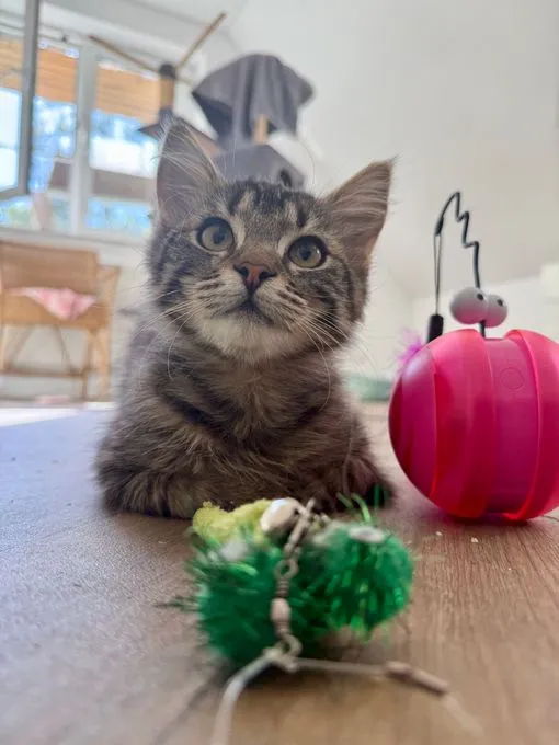Gargamel - europaeische-hauskatze Gargamel - europaeische-hauskatze