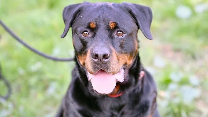 Poldi - rottweiler Poldi - rottweiler