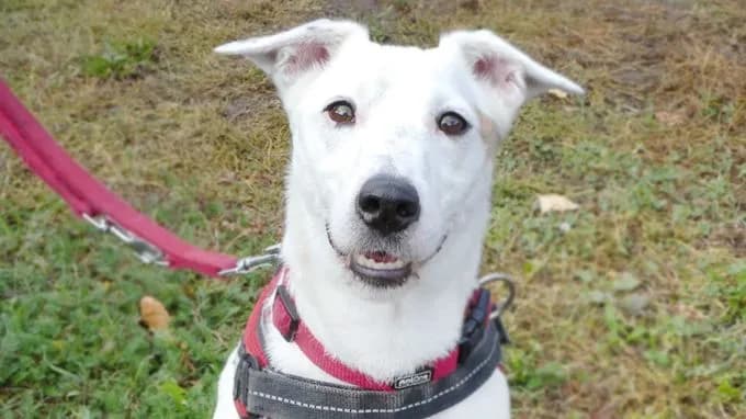 Kay - jack-russell-terrier Kay - jack-russell-terrier
