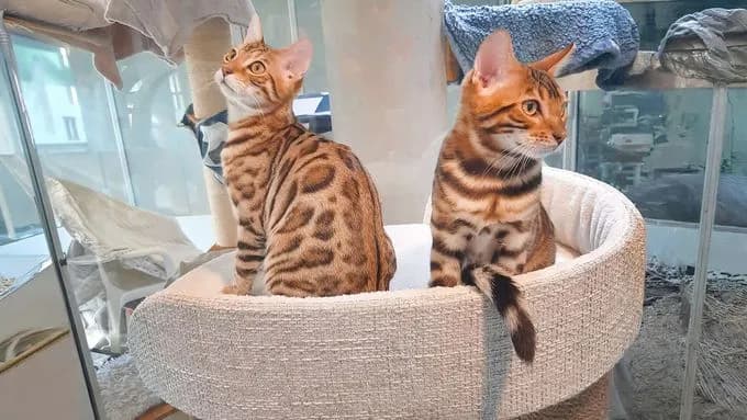 Cobold & Chips / Aslan & Bacon - Кошки Cobold & Chips / Aslan & Bacon - Кошки